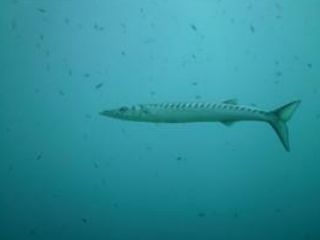  vielfältige Fauna und Flora 